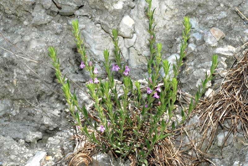 Micromeria graeca